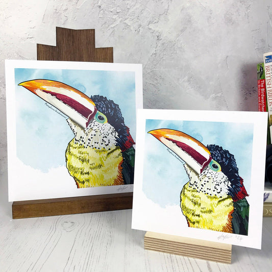 SECOND - Curl-crested Aracari Print