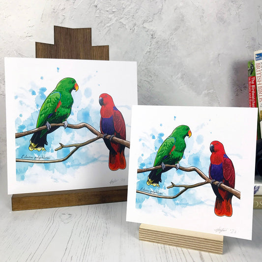 SECOND - Eclectus Parrot Print